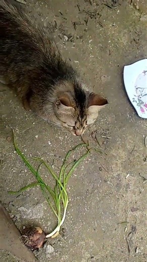 cat under table #cat #animallovers #shorts #cats