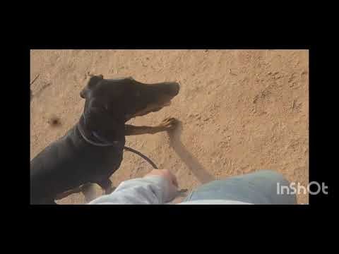 Apollo Works on his Leash Manners and Recall - Off Leash K9 Tucson