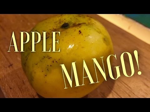 APPLE MANGO !! HOW TO EAT AND HOW DOES IT TASTE?