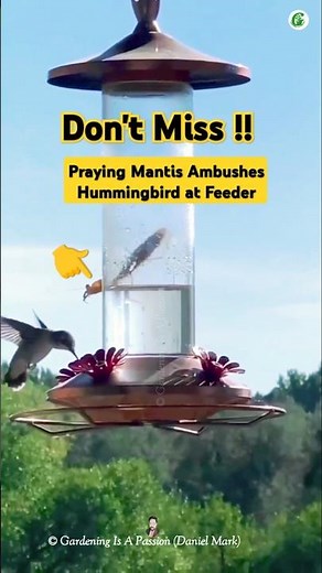 Praying Mantis Ambushes Hummingbird #short #PrayingMantis #Hummingbird #NatureAttack #WildlifeMoment