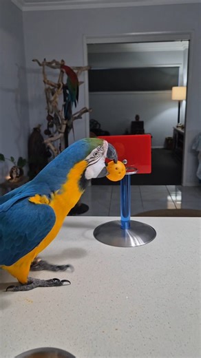 Aura learned to use this basketball hoop just yesterday, but she still proved invaluable when it came to helping Griffin achieve success. He was terrified of the ball. Talk about dramatic. Usually, Griffin has a little more trust when I present foreign objects, but these balls were NOT IT. I had to call in a professional to help me. Parrots are flock animals that naturally learn by observing and imitating each other's behaviours. He quickly understood that his fear was unfounded. Thanks, Aura. L
