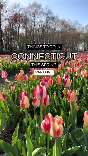 Wicked Tulips: Spring Flower Picking in CT