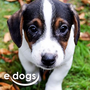 Golden Retriever finden - Hunde & Welpen