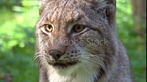Luchs, Europäischer Luchs, Lynx, Pinselohren, Wildkatze, Wildtier, Verhalten, 4K