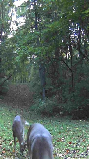 2 6-point bucks - Look what a difference in horn size - Crazy sometimes what we see, #bucks #deer