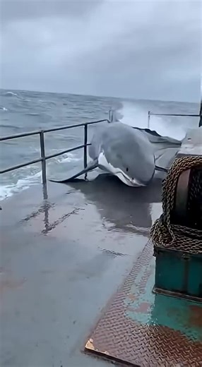 The deep dive (@the.deep.dive76)’s videos with original sound - The deep dive