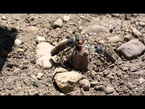 Three-banded Robber Fly vs spider