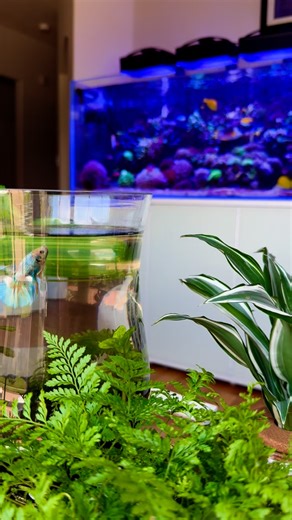 Colton Rice on Instagram: "When saltwater and freshwater come together! Tank: @cadeaquariums S2 2100 (285 gal system) Control: Neptune Apex and Dos Light: Ecotech XR30 G6 Pro Light covers: @printedreef Flow: Ecotech MP40s, Maxspect Gyre Salt: Tropicmarin Pro Dose: 2-part (Ca-Alk), Kalkwasser, Tropic Marin All4Reef, RedSea AB+ Trace elements: Tropic Marin Trace A and K #reefandchill #reeflife #reeftank #reefaquarium #reef2reef #nature #mixedreef #coralreef #reefaddict #clownfish #anemone #aquariu