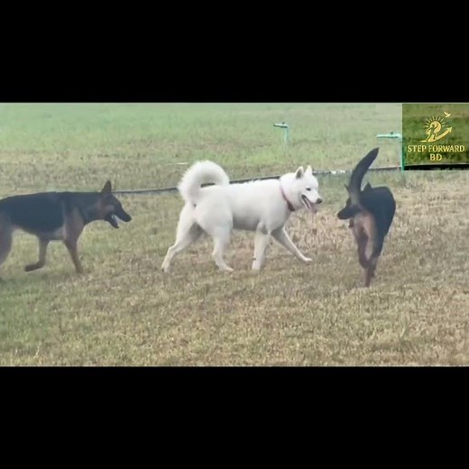 German shepherd and Siberian husky
