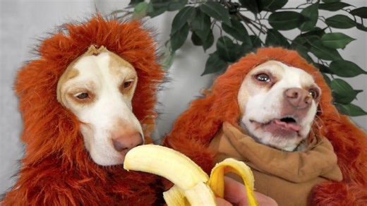 Dogs become sneaky costume masters in disguise