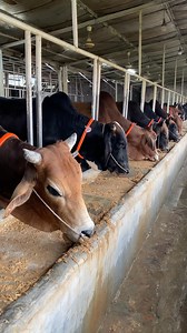 It's great to see the heavy cows happily eating their food together. #cows #eating #food #together #reelsviralシ #reelsfbシ | Expensive Bulls