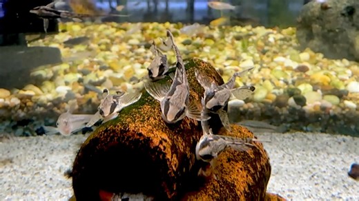 1.5K views · 34 reactions | Lots of weird fish have arrived this week! New unboxing video on YouTube tonight at 5pm! #paulsaquariums #brisbane | Paul's Aquariums | Facebook