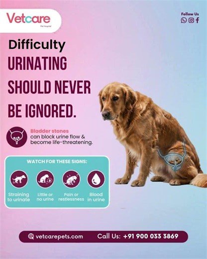 Your pet struggling to urinate is NOT normal. 🚨 #healthypets #petcare #vet