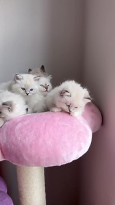 9.7K views · 574 reactions | How are kittens so cute? 梁 | Pearl's Ragdolls | Facebook
