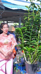 126K views · 1.1K reactions | Kei rễ dài bao nhiêu là tách được? Tách như thế nào là đúng cách không phạm vào thân cây. #chamsochoalan #hoalandep | hoalandep.com | Facebook