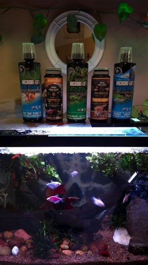 Tuesday ✌️ | Sometimes I forget they aren't Piranhas 🤭 . Keeping my tap water safe & tank balanced with @microbelift Xtreme and Nite-Out II along with... | Instagram