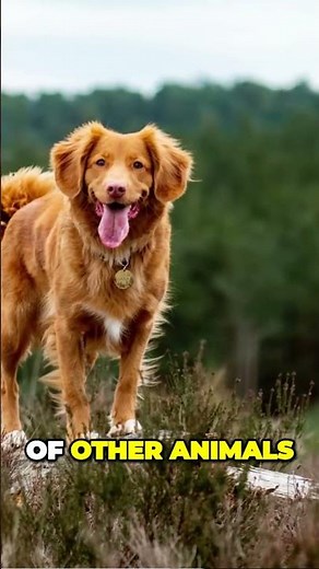 Special Hunting Technique of the Nova Scotia Duck Tolling Retriever