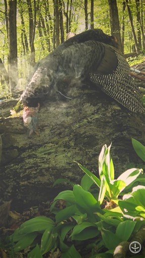 As seasons begin to open up in the coming weeks, this message rings truer than ever. It was a fine hunt yesterday evening over on YouTube. If you missed it- go catch up! | Pinhoti Project