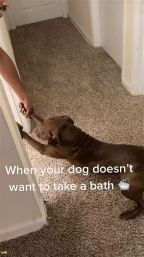 Dogs will jump in a pool no problem but when it comes time for a bath they will do anything to avoid it