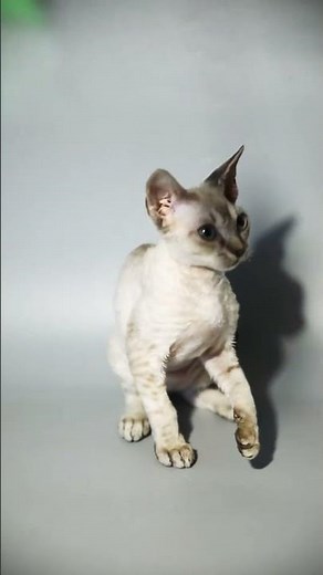Devon Rex Kittens For Sale #devonrexcat #devonrex #devonrexkittens #kittensforsale #kittens