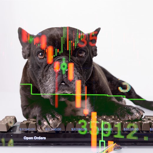 The Ultimate French Bulldog Price Guide - FrenchieWiki