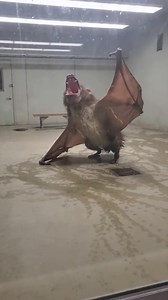 This Bat 🦇 is among the smallest breeds found in Amazon's Rainforests and they are at extinction level so they have been placed in the chamber and facility to breed them at rescue their kind. #bat #giantgoldencrownedflyingfox #wildlife #scarybat #scary | Bio Realm