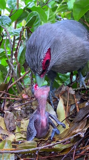 Feed the Baby Bird a Small Worm