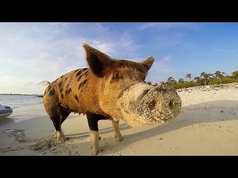 GoPro: Pig Island