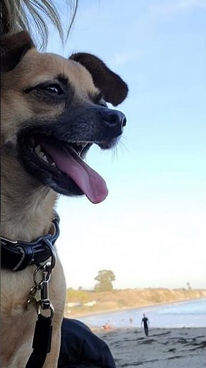 Exploring Refugio State Beach #puppy #beach #relaxing #surfers #sunset #waves #local #travel