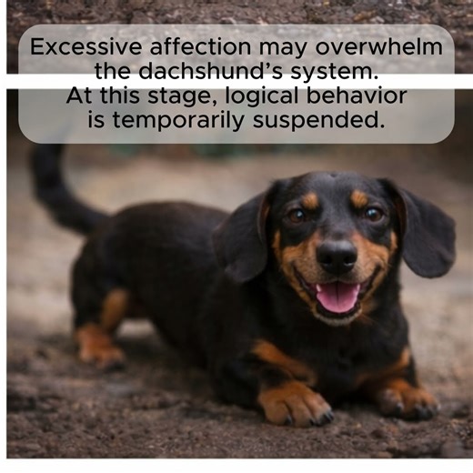 The Dachshund Affection Response #animals #dogs #nature #science #wildlife #dashund