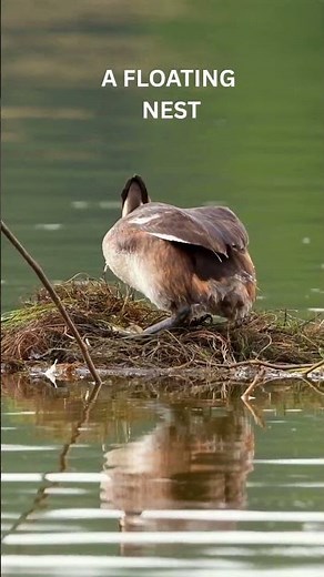 Grebes Amazing Bird Watching!