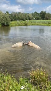 Take a moment to ✨ de-stress ✨ with Wilbur, Penny, and Ami as they take a relaxing dip in the pond: | Farm Sanctuary