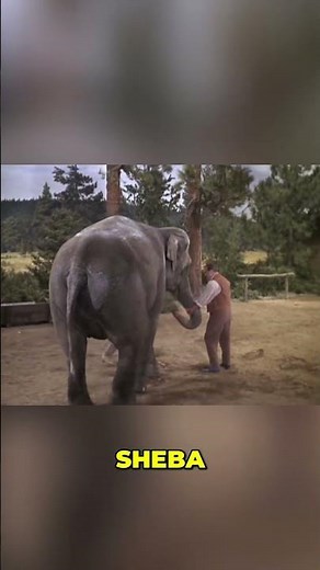 Pa, she's tame! #bonanza #classictv