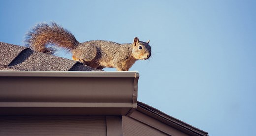 5 Ways To Keep Squirrels Off Your Roof