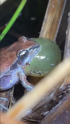 cute frog croaking