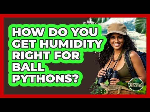 How Do You Get Humidity Right For Ball Pythons? - Reptilian Wonders