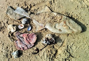 Beachcombing: Exploring our shores