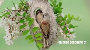 Meet nature's feathered talents! The architect, the speed king, the master of disguise...Thanks to conservation efforts, these rare birds are thriving in China. Protecting them means protecting our shared home. | Miss Panda