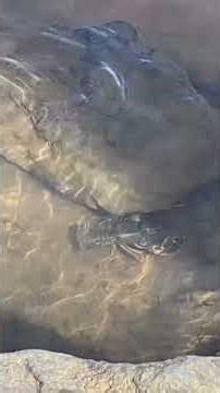 Huge colorful crawfish