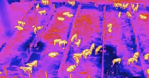 AgriLife Research targets feverish cows with drones - AgriLife Today
