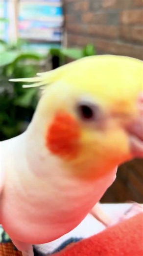 My cockatiel is so happy, it sings loudly! ❤️ #cockatiel #parrot #whistling #birds #cute