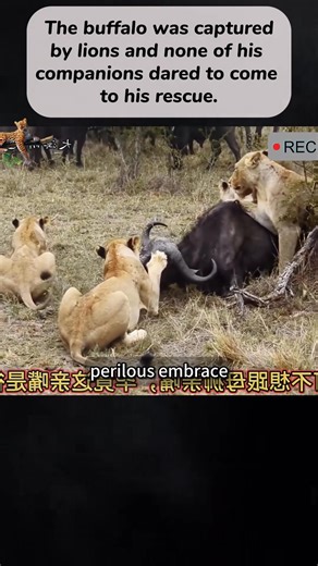The buffalo was captured by lions and none of his companions dared to... | Leo Walker