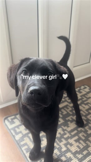 Proud Labrador Puppy Training Moments