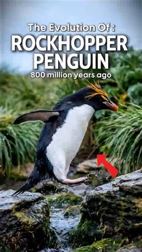 🐧 The Evolution Of Penguins 😏 | 60s Evolution Summary | From Giant Swimmers to Waddling Icons