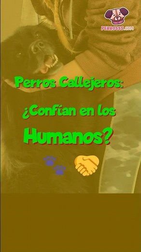 Los Perros Callejeros y su Relación con los Humanos 🐾🤝