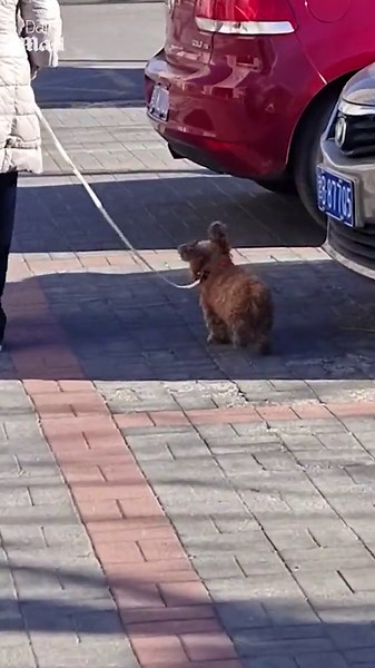 World's happiest dog goes for a walk