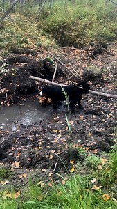 Get your D.O.G. today!!!! | Bunsen Berner