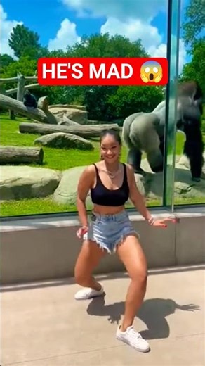 Gorilla Gets Angry After Girl Dances in Front of His Enclosure