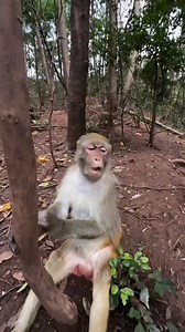 35K views · 256 reactions | Dhookha 藍 #monkey #funnymonkey #monkeyseemonkeydo #monkeys | Funny Voice Over | Facebook