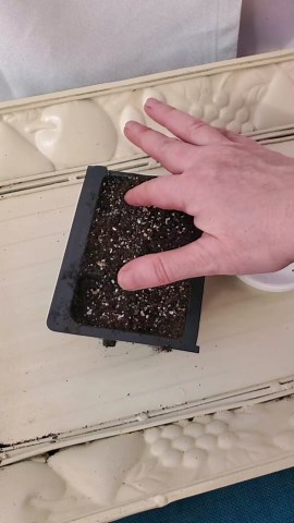 Poppy Collection 4 Variety Pack of Seeds for Planting – California, Golden West, Mikado & Red Corn Poppy Varieties – Non-GMO Heirloom Wildflower Collection - Survival Garden Seeds